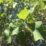 Ficus abutilifolia Blatt