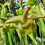 Sarracenia rubra Virág