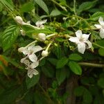 Volkameria aculeata Flower