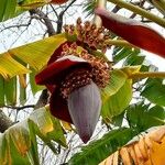 Musa acuminata Λουλούδι