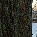 Robinia pseudoacacia Bark