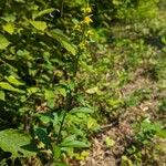 Solidago hispida Лист