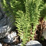 Dryopteris villarii Hàbitat