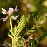 Astragalus pelecinus Sonstige