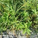 Potentilla valderia Leaf