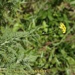 Descurainia millefolia Flower