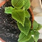 Pilea mollis Hoja