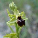 Ophrys virescens Blüte