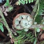 Polystichum braunii Likasa
