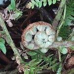 Polystichum braunii Лист