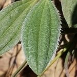 Tuberaria lignosa Blatt