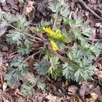 Corydalis flavula Habit