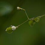 Cardiospermum halicacabum 花