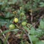 Dianella ensifolia Fruit