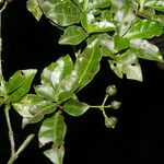 Psychotria graciliflora Hàbitat