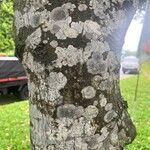 Cinnamomum burmanni Bark