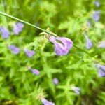 Scutellaria hastifolia Lorea