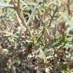 Grindelia anethifolia