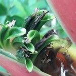 Heliconia wagneriana Kvet