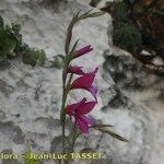 Gladiolus dubius Virág