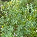 Lupinus angustifolius Plante entière