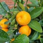 Citrus × aurantium Frugt