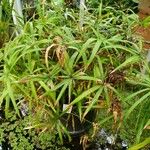 Cyperus laxus 整株植物