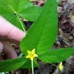 Lysimachia quadriflora Frunză