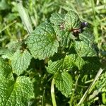 Lamium maculatumFulla