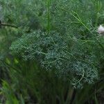 Lomatium grayi Hábito