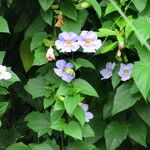 Thunbergia grandiflora Levél