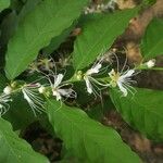 Capparis micracantha Flor