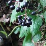 Actaea rubra फल