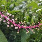 Phytolacca rivinoides Virág