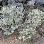 Cneorum pulverulentum Habit