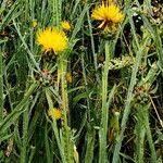 Centaurea solstitialis फूल