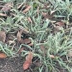 Achillea coarctata Blad