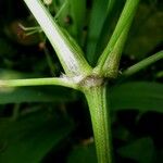 Spananthe paniculata 樹皮