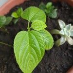 Hovenia dulcis Frunză