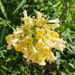 Freylinia lanceolata Λουλούδι