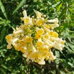 Freylinia lanceolata Flower