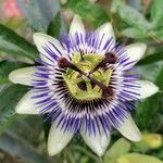 Passiflora caeruleaKukka