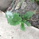 Senecio doria Leaf