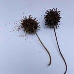 Liquidambar styraciflua Fruit