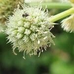 Eryngium yuccifolium Květ