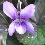 Viola labradorica ফুল