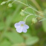 Linum pratense Кветка