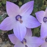 Campanula fragilis Kvet