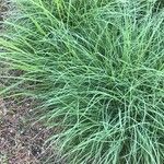 Bothriochloa ischaemum Leaf