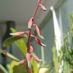 Gasteria disticha Flower